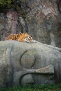 tiger-resting-on-buddha-head-imgur-author-unknown